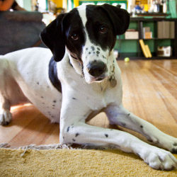 DogWatch of Northern Florida, Havana, Florida | Indoor Pet Boundaries Contact Us Image